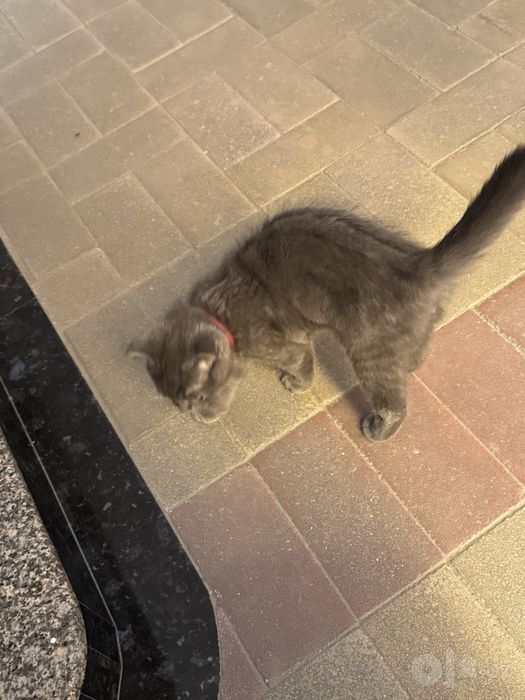 Кошка шотландская