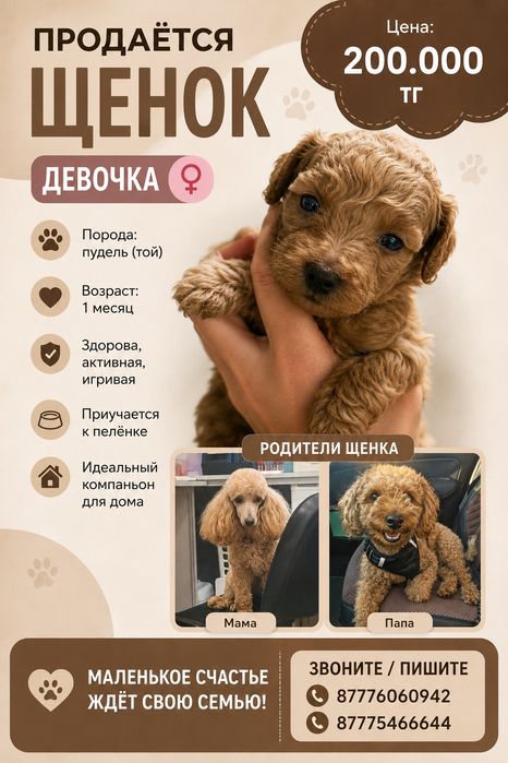 Продам щенка той пуделя, девочка