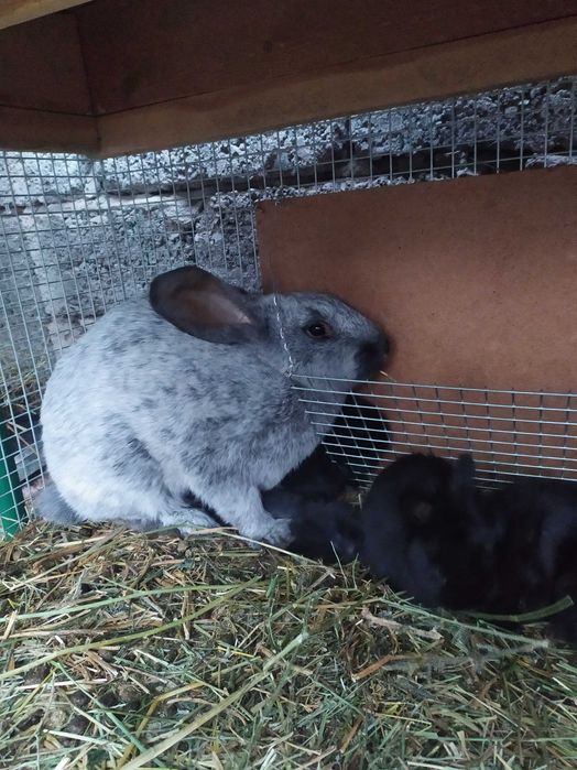 Крольчата породы ,,Полтавское серебро''.