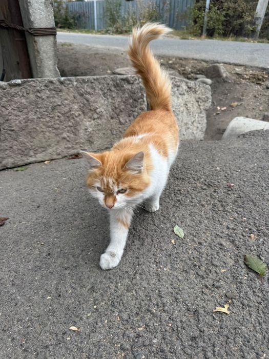Отдам кота в добрые руки