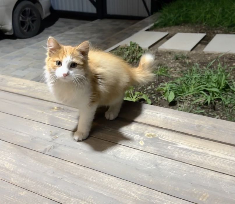 Котенок ищет дом