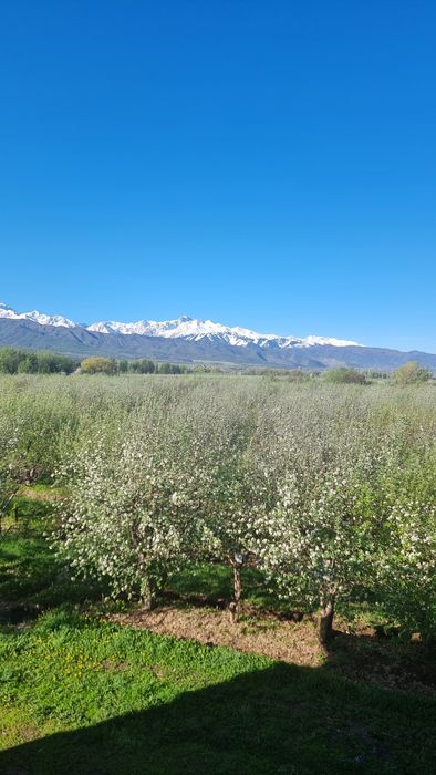 Яблоневый сад...