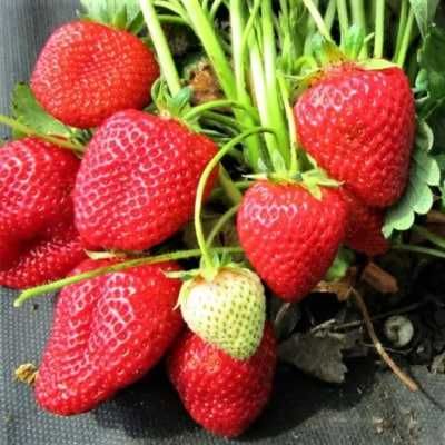 Лучшие Сорта  Клубники