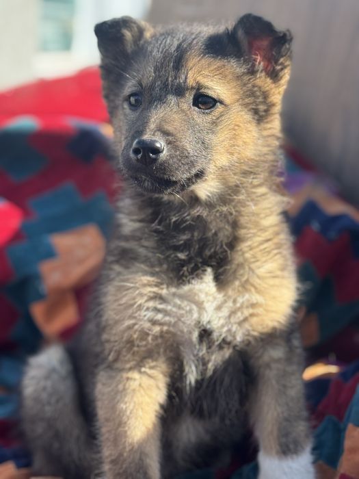 Отдам в хорошие руки