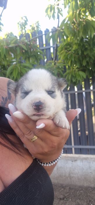 Pui husky siberian