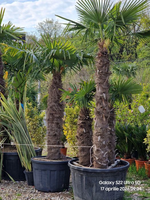 Palmier trachycarpus