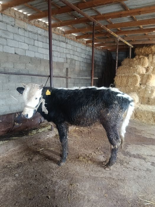 Еркек тана сатылады