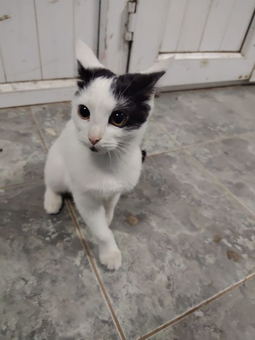 Отдам котенка девочку