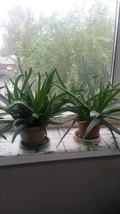 Алоэ вера и древовидное