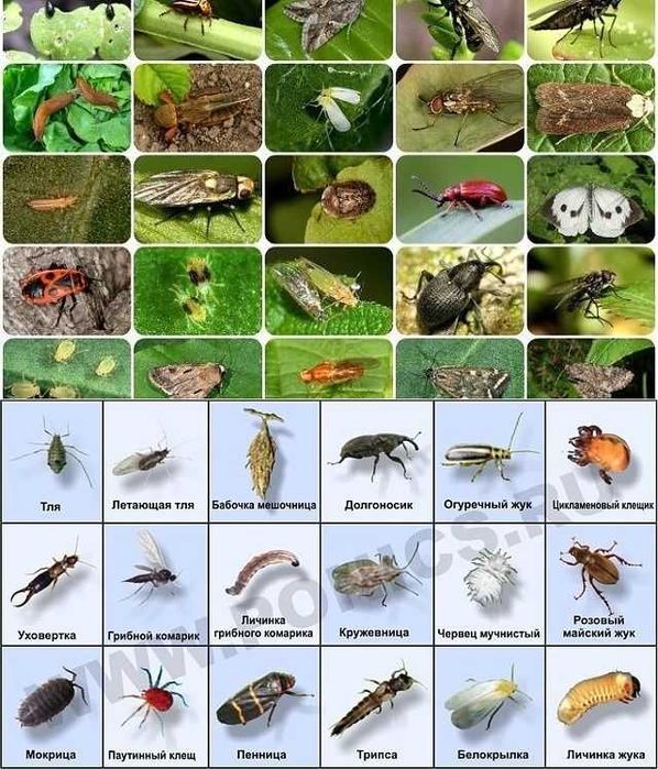 Обработка деревьев, растение Дезинфекция-Фумигация от вредителей и тля