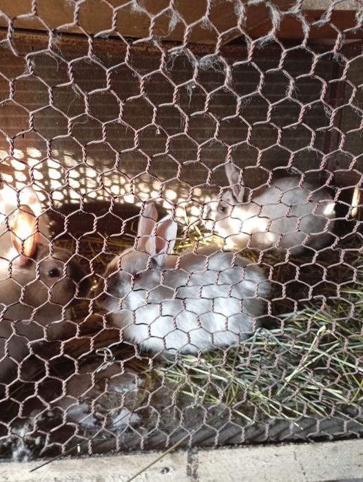 Продам молодых кроликов