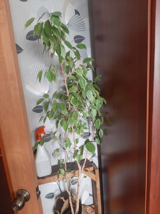 Продам фикус Бенджамина