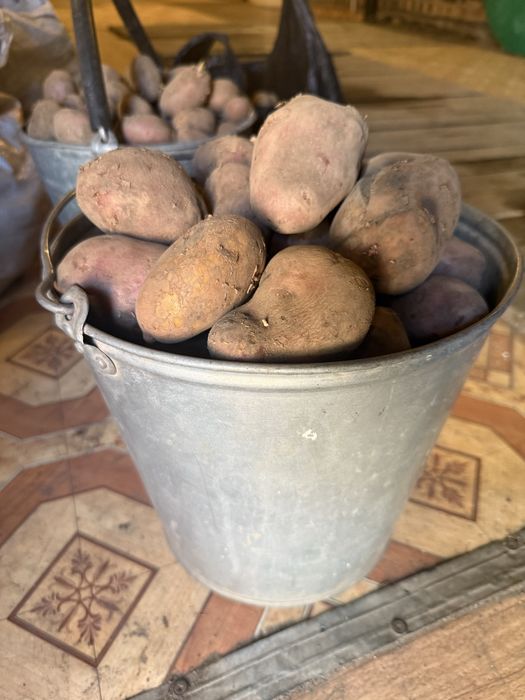 Продам домашний картофель
