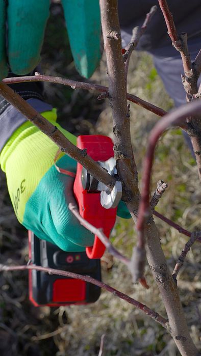 обрезка плодовых деревьев