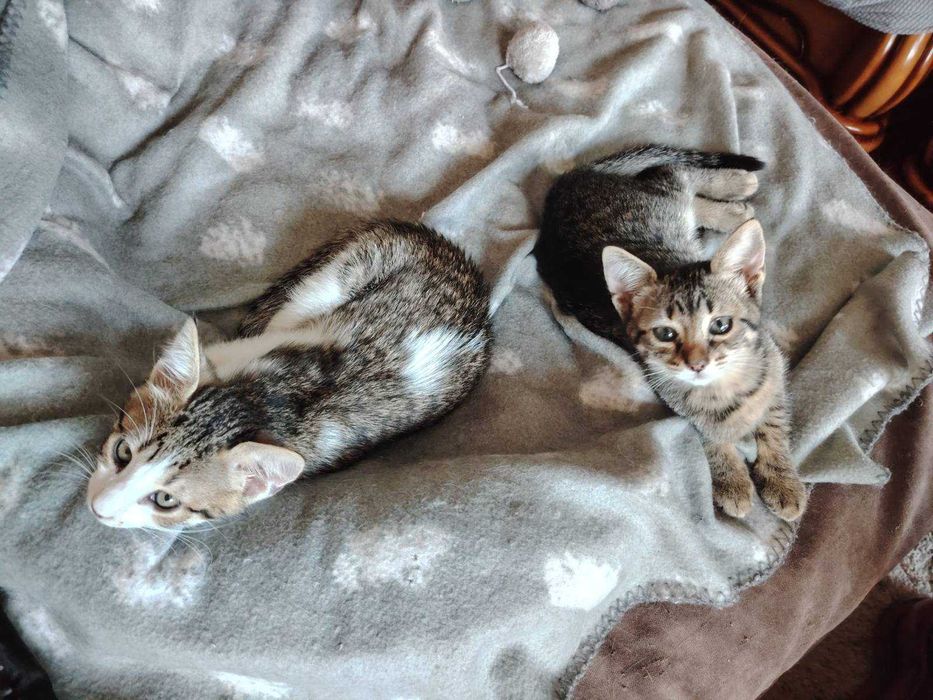 Малки котенца от Варна търсят дом