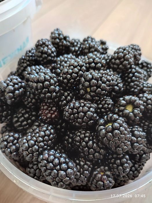 Продам домашнюю ежемалину