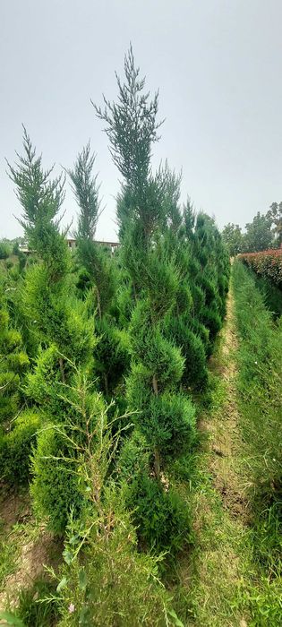 Можжевельник арча кучатлари спирал шаклди кесилган сотилади