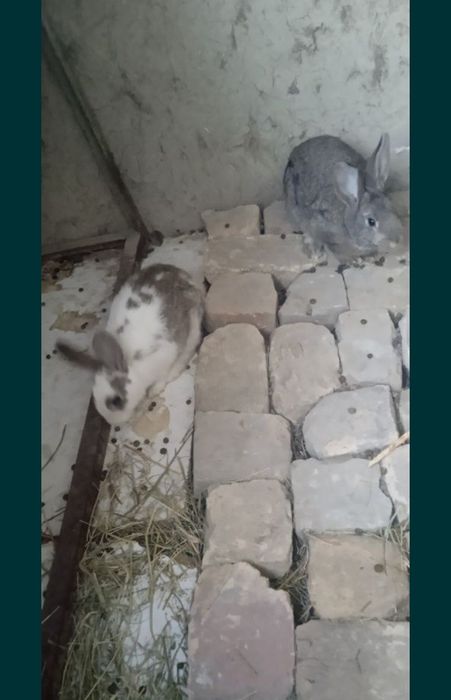 Продаётся кролики