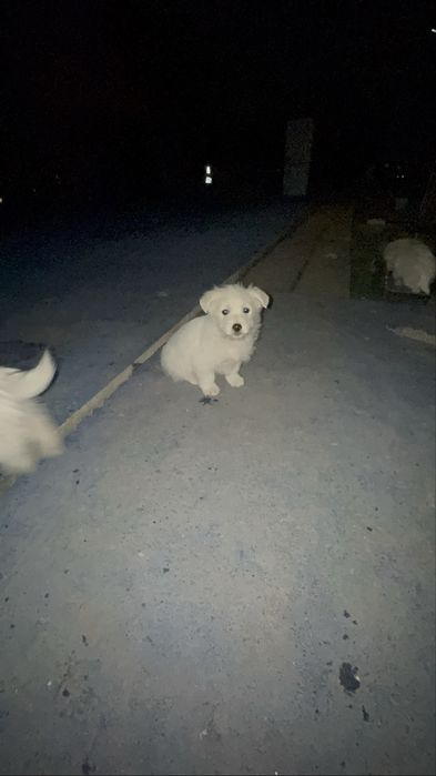 Donez pui de labrador metis