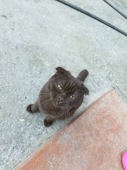 Mushuk sotiladi Scottish Fold