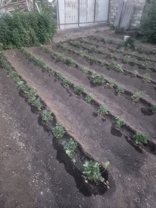 Рассада клубника