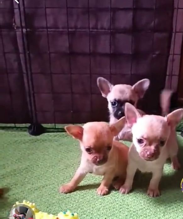 Мини щенок чихуахуа