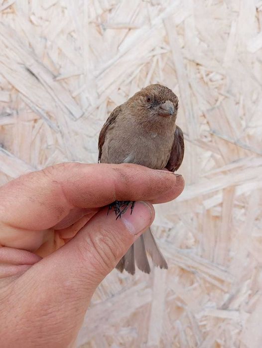 Продам птицу певчую