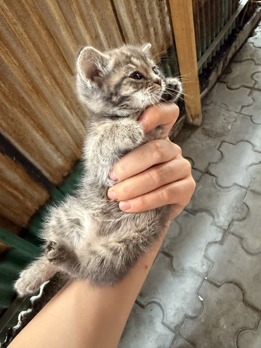 Отдам бесплатно котят