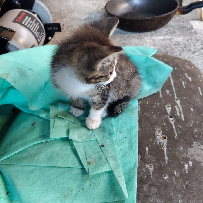 Отдам котят в добрые руки