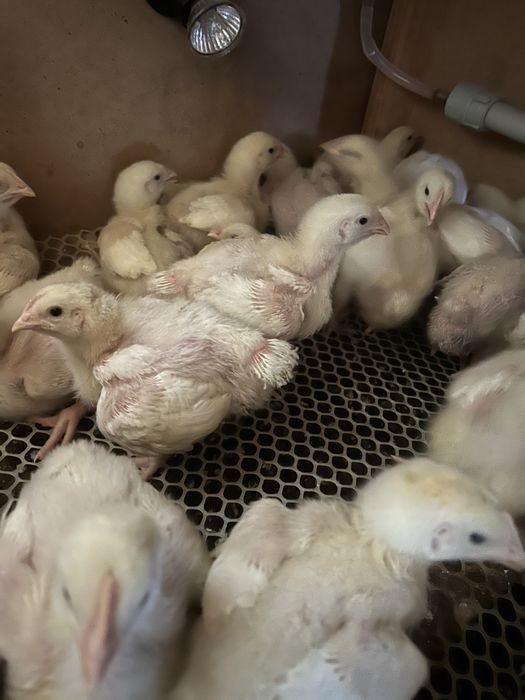 Цыплята бройлер/бройлер балапан