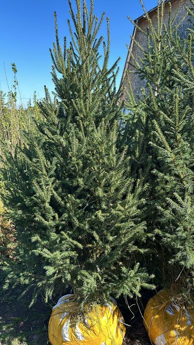 Продаются ели, тополя