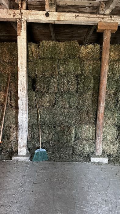 Жонышка, люцерна