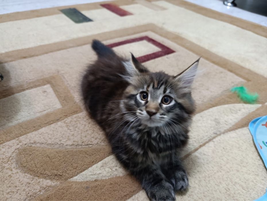 Продам котят Мэйн Кунов