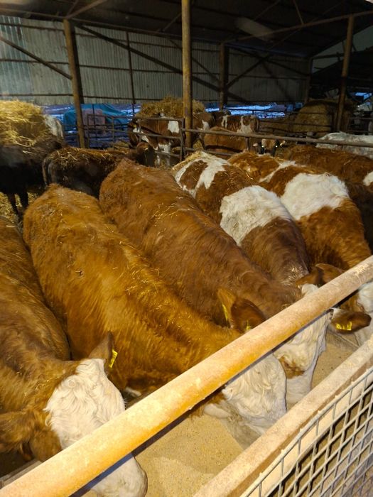 50 de viței pentru export