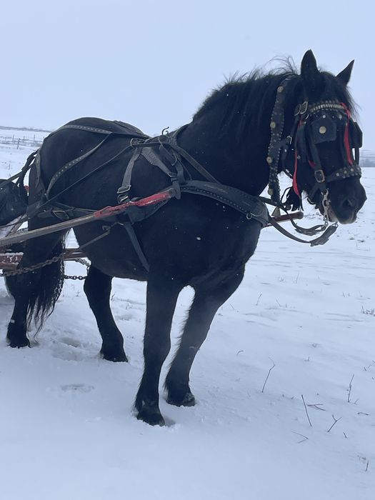 Iapa linia fitero cu ștant 7 ani
