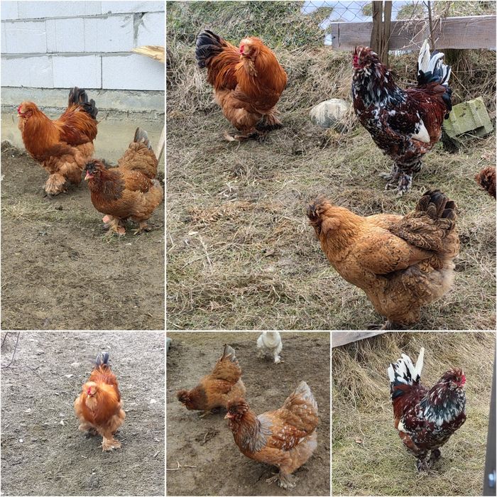 Vind oua pentru incubat 10lei bucata