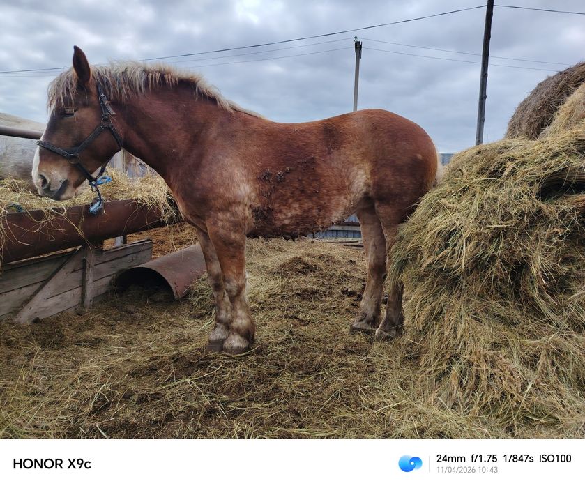 Продам кобыл тяжелых