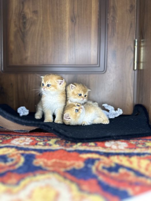 Золотая шиншилла