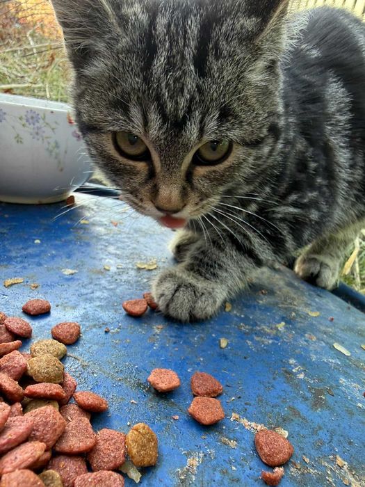 Котята даром в хорошие руки