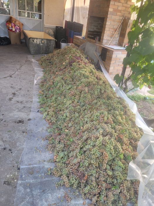 Struguri de vin feteasca