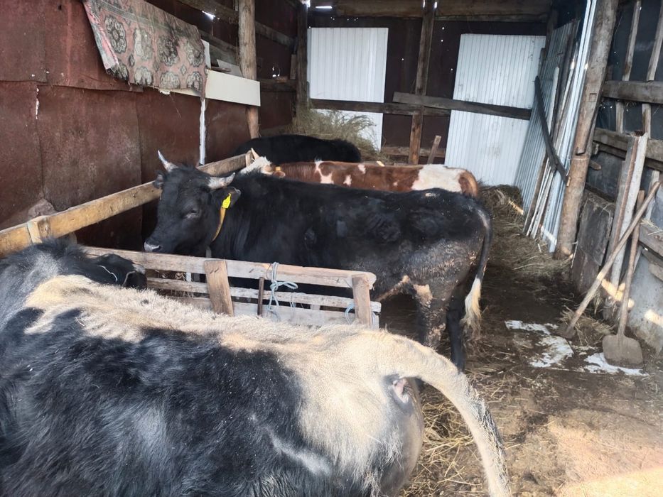 Бычки им по 2года