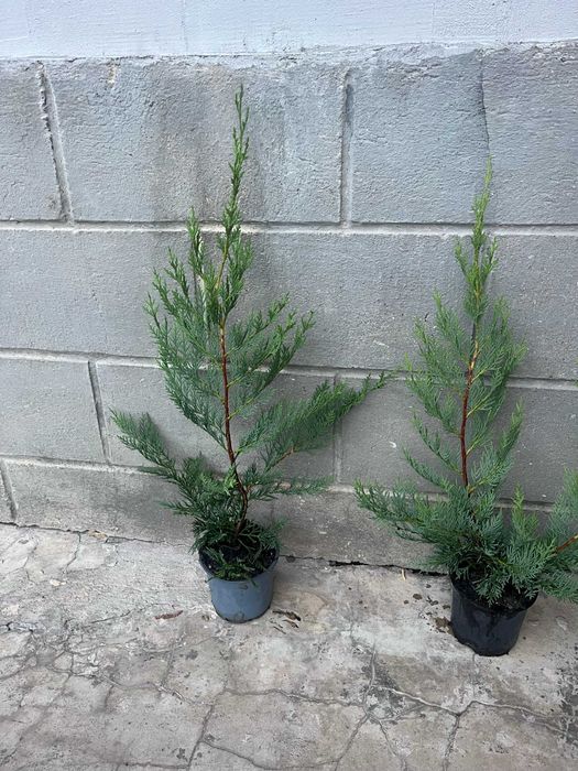 Лейландски кипарис за жив плет