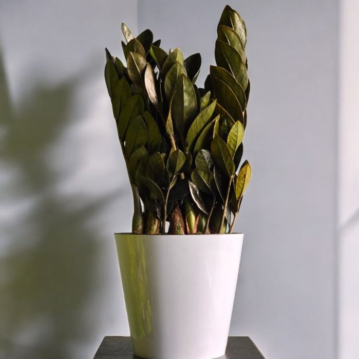 Замиокулькас Цветы Орхидея Гуллар Комнатные Растения Долларовое дерево