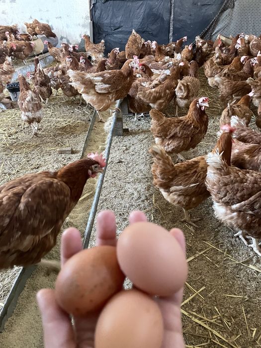 Gaini rosii ouatoare Isa Brown, Gropnița!