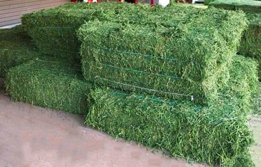 Продам сено люцерны в тюках 1200