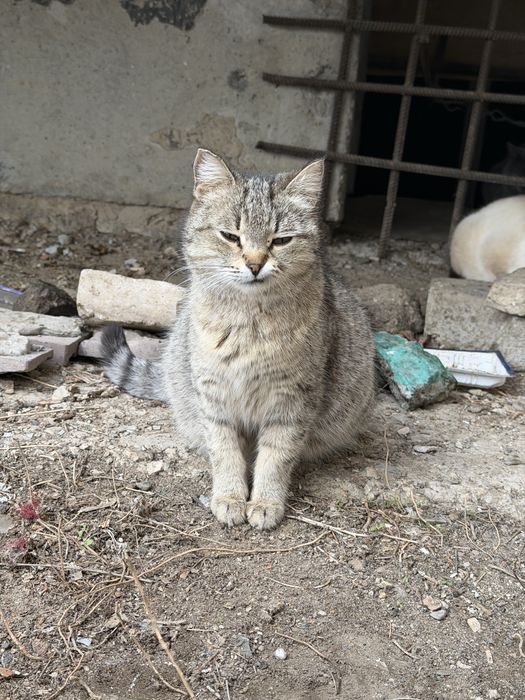 Отдаются в добрые руки две кошки