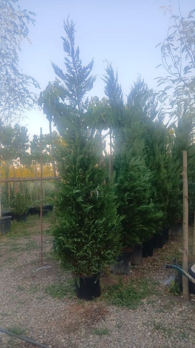 Conifer ornamental – Chiparos/Leylandii în ghiveci