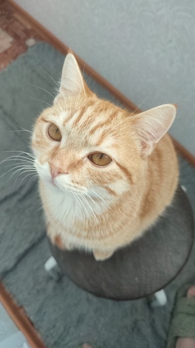 Отдам кота в добрые руки