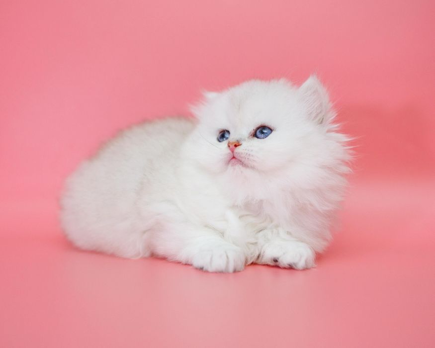 Серебро Шиншиллы котята