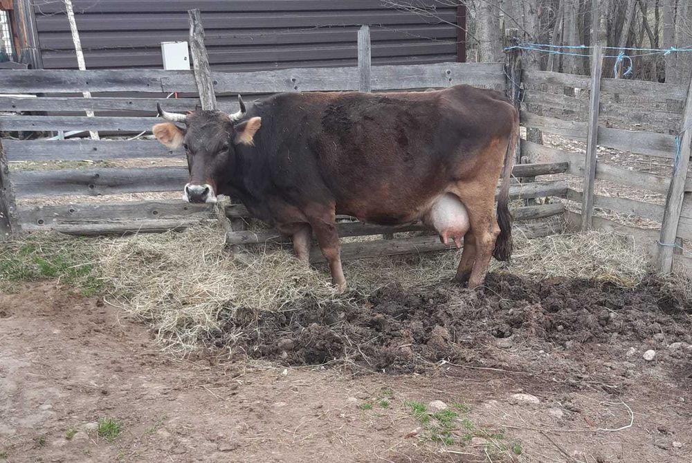 Vacă bună de lapte